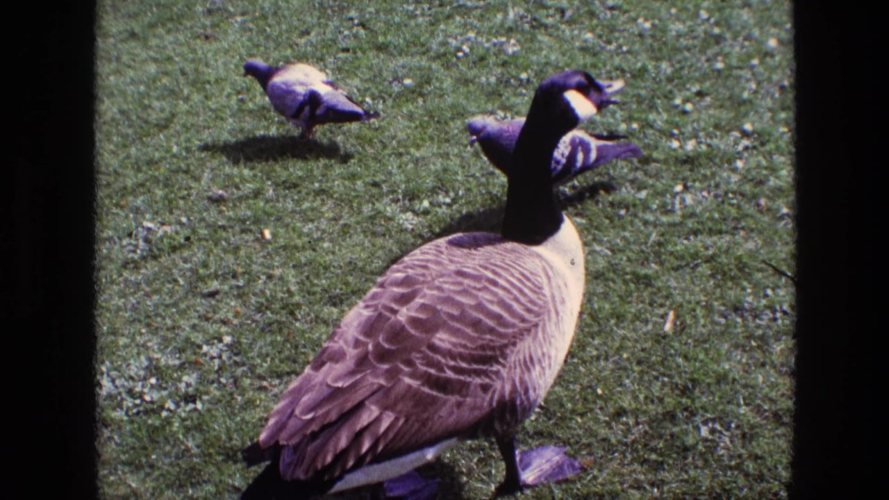 A Canadian goose stands on grass with pigeons nearby in a park setting.