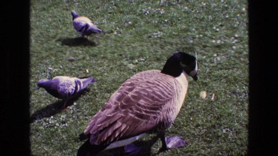 The 8mm frame shows a Canadian goose lowered toward the grass with two pigeons nearby on a sunlit lawn in Ireland.
