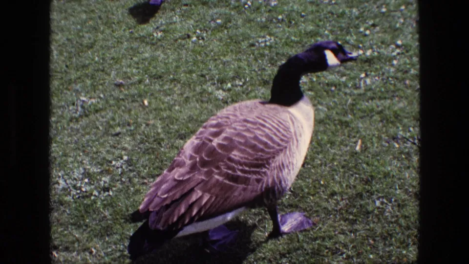 A Canadian goose stands in profile on grass in the final 1969 Ireland home-movie frame, with no person visible in this crop.