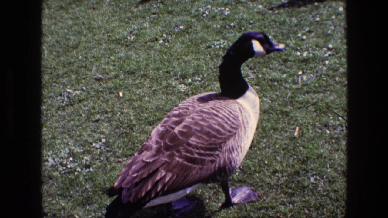 Canada goose on a grassy lawn in 1969 Ireland home-movie footage, seen in close view with sunlit feathers and a dark shadow.