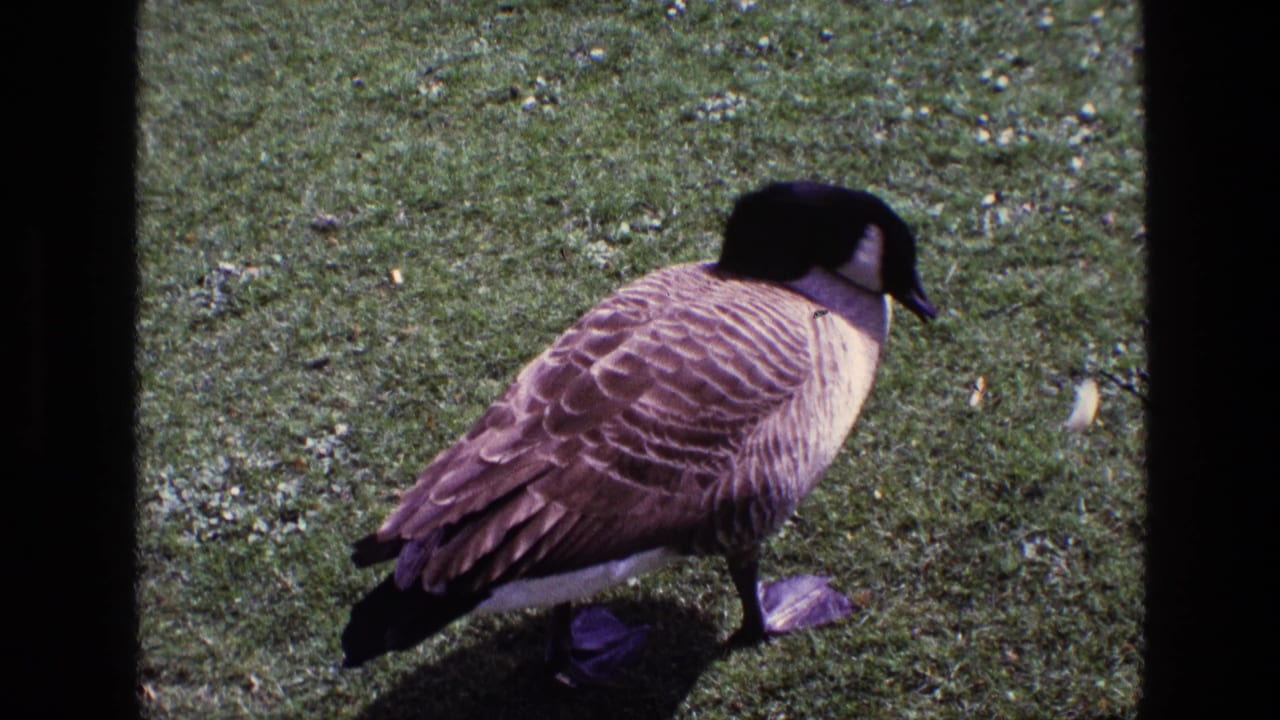 Canada goose moves across a grassy lawn in 1969 Ireland footage, with feather detail visible in the soft 8mm frame.