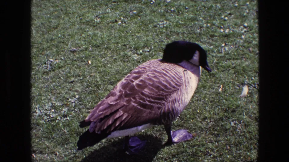 Canada goose moves across a grassy lawn in 1969 Ireland footage, with feather detail visible in the soft 8mm frame.