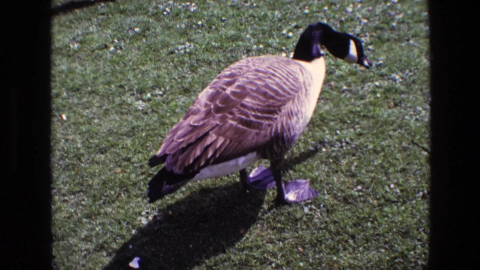 Close 8mm view of a Canada goose grazing on an Irish lawn, with the bird angled downward toward the grass.