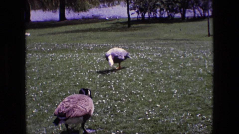 Wider 1969 Ireland home-movie frame showing two geese on a lawn near trees and a distant pond or shoreline.