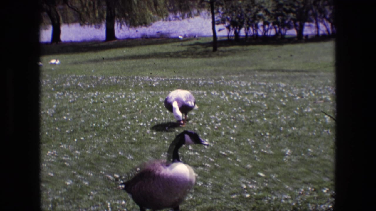 Canada goose in the foreground with a pale-headed duck foraging on a sunlit lawn.