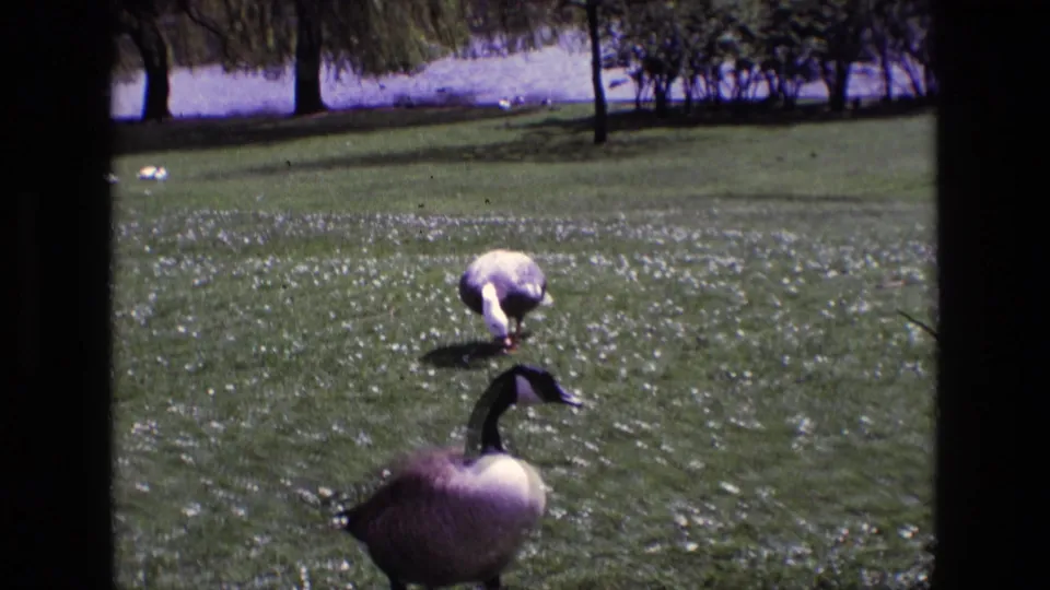 1969 Ireland 8mm frame showing a Canada goose near the camera and a pale-headed duck foraging across a green park lawn.