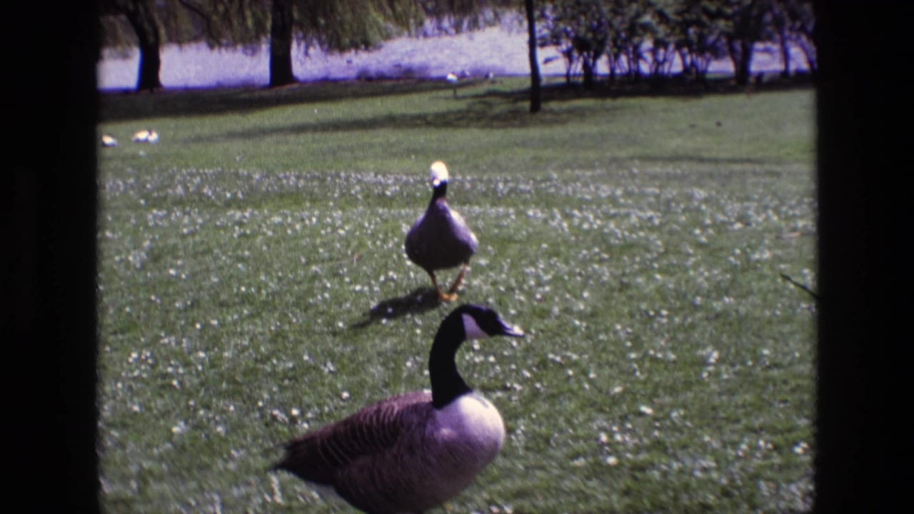 1969 Ireland home-movie frame with a Canada goose crossing the grass and a pale-headed duck behind it near trees and water.