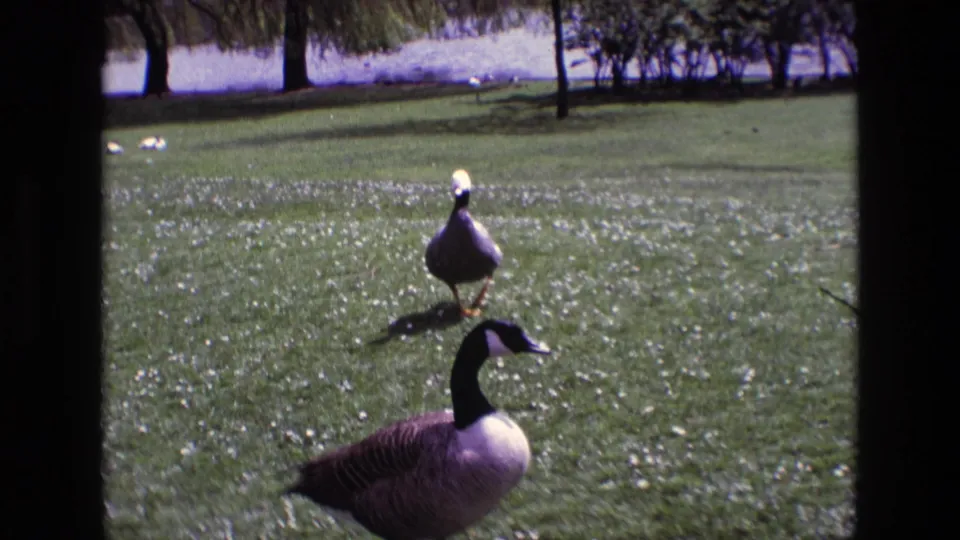 1969 Ireland home-movie frame with a Canada goose crossing the grass and a pale-headed duck behind it near trees and water.