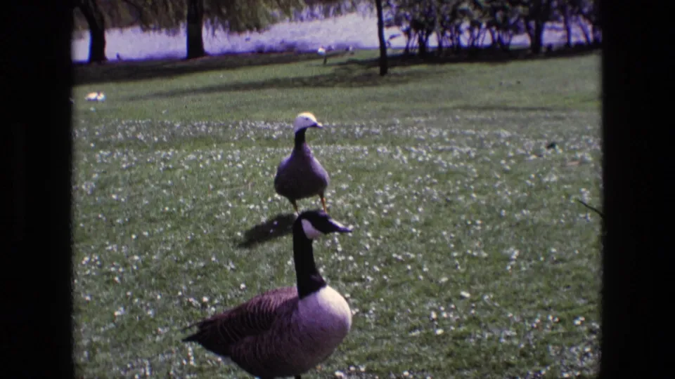 1969 Ireland 8mm frame showing a pale-headed duck behind a Canada goose on a bright lawn with trees beyond.