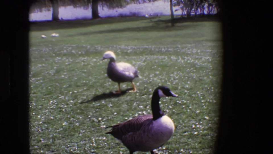 1969 Ireland home-movie frame with a pale-headed duck walking across grass and a Canada goose partly visible in front.