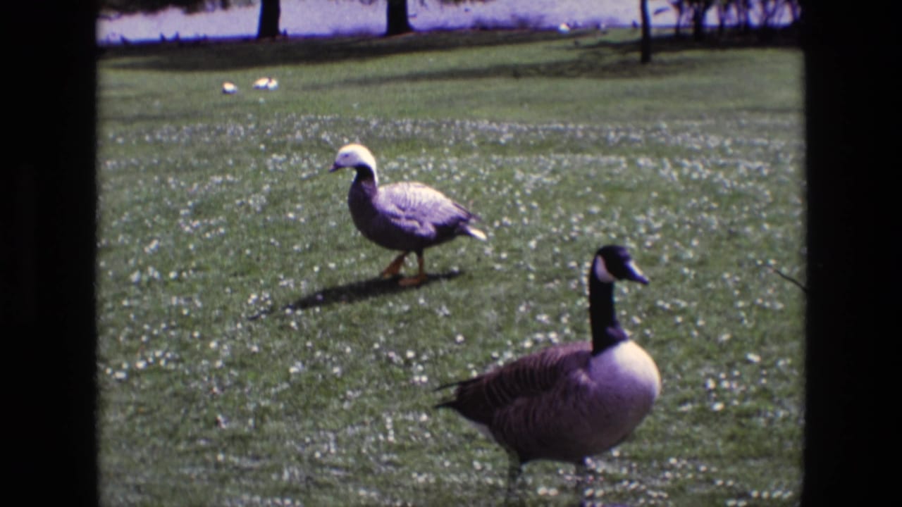 1969 Ireland 8mm frame showing a Canada goose and a pale-headed goose crossing a grassy zoo or park lawn near distant water.