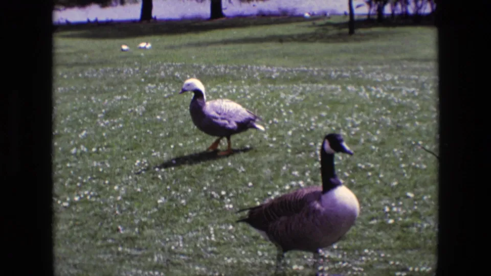 1969 Ireland 8mm frame showing a Canada goose and a pale-headed goose crossing a grassy zoo or park lawn near distant water.