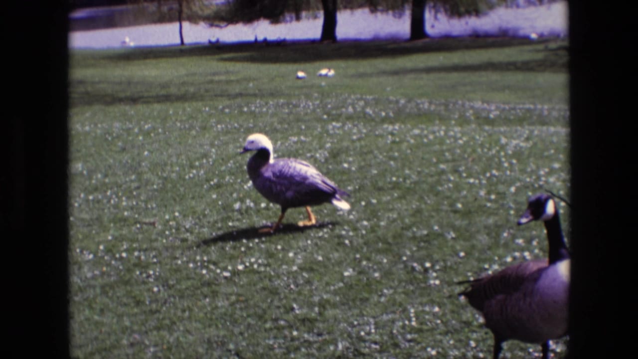A pale-headed goose walks on grass while a Canada goose is partly visible at the edge.