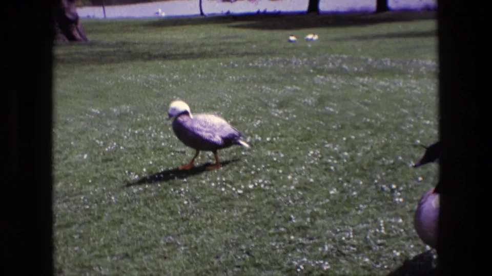 1969 Ireland home-movie frame showing a pale-headed goose on sunlit grass and a second goose partly obscured by the dark frame edge.
