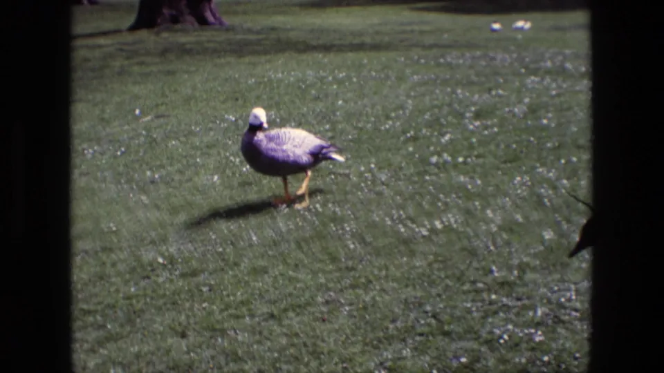 1969 Ireland 8mm frame with a pale-headed goose on a bright green lawn and a cropped second goose near the edge of the frame.