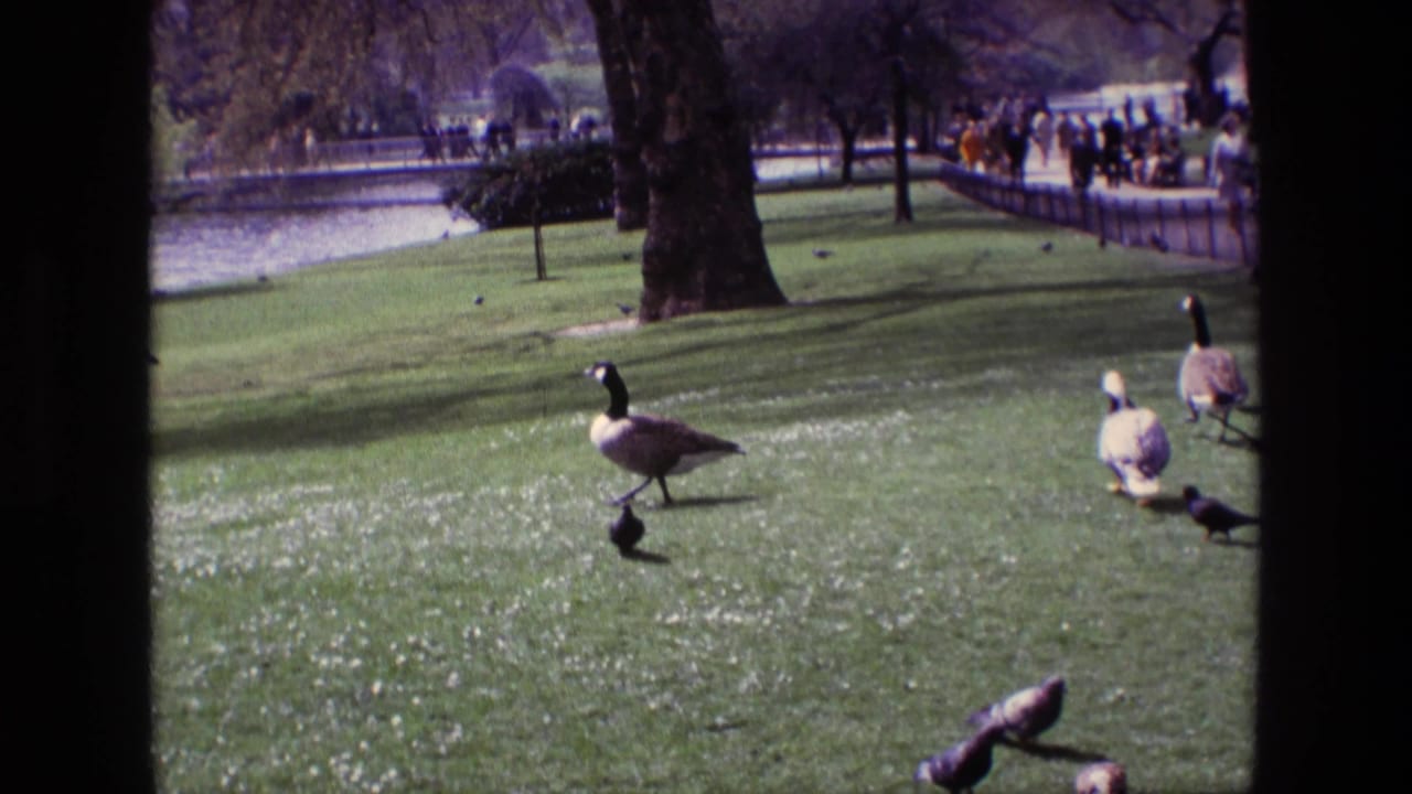 1969 Ireland 8mm frame of Canada geese and pigeons moving across a green park lawn, with water, trees, and distant visitors behind them.