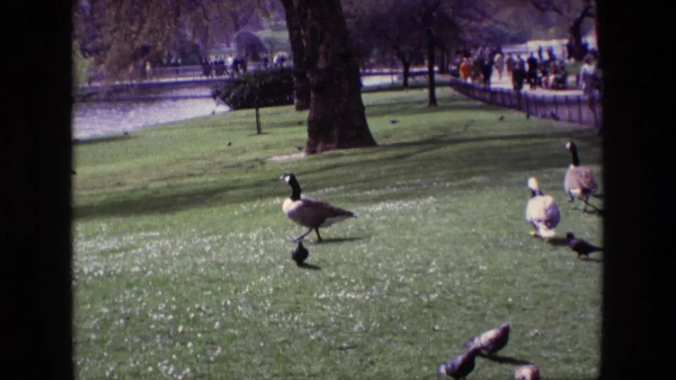1969 Ireland 8mm frame of Canada geese and pigeons moving across a green park lawn, with water, trees, and distant visitors behind them.