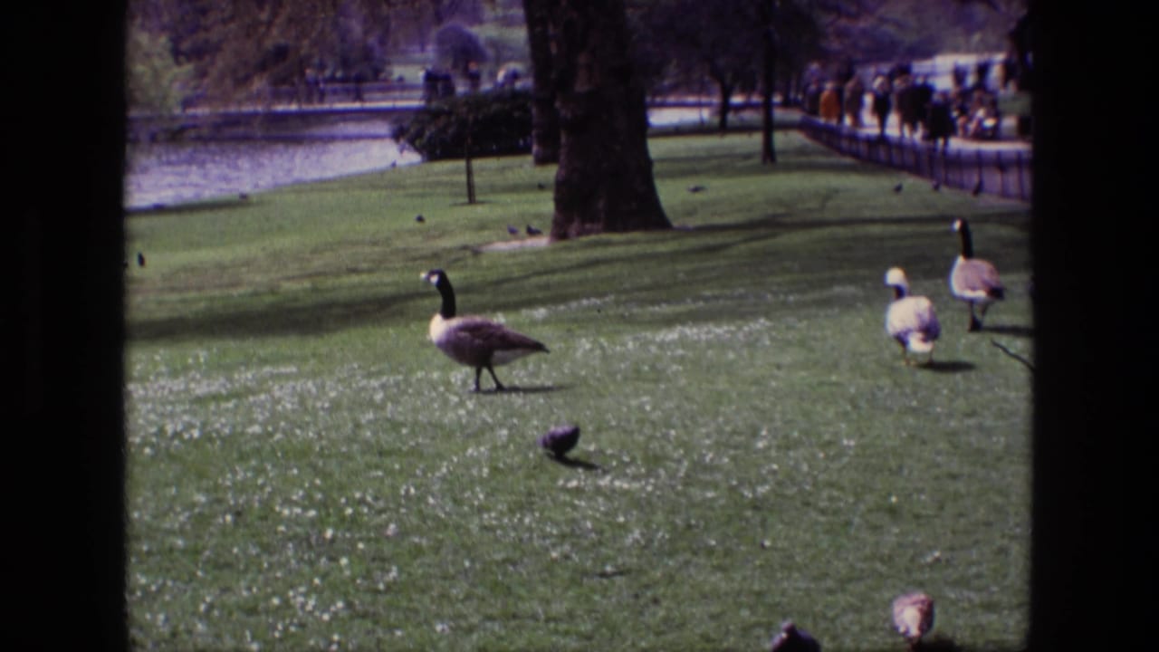 A 1969 Ireland park view shows Canada geese and pigeons on a bright lawn, with a lakeside path and distant people along the background.