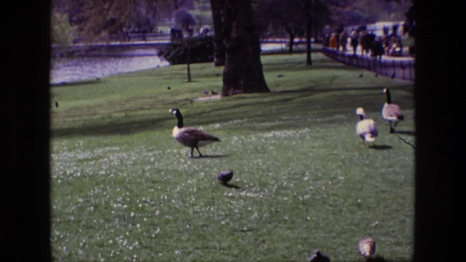 A 1969 Ireland park view shows Canada geese and pigeons on a bright lawn, with a lakeside path and distant people along the background.