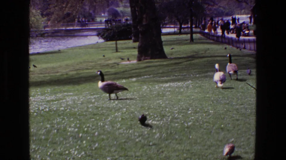 In this 1969 Ireland 8mm still, geese and pigeons forage on a park lawn while distant visitors gather near the water beyond a tree trunk.