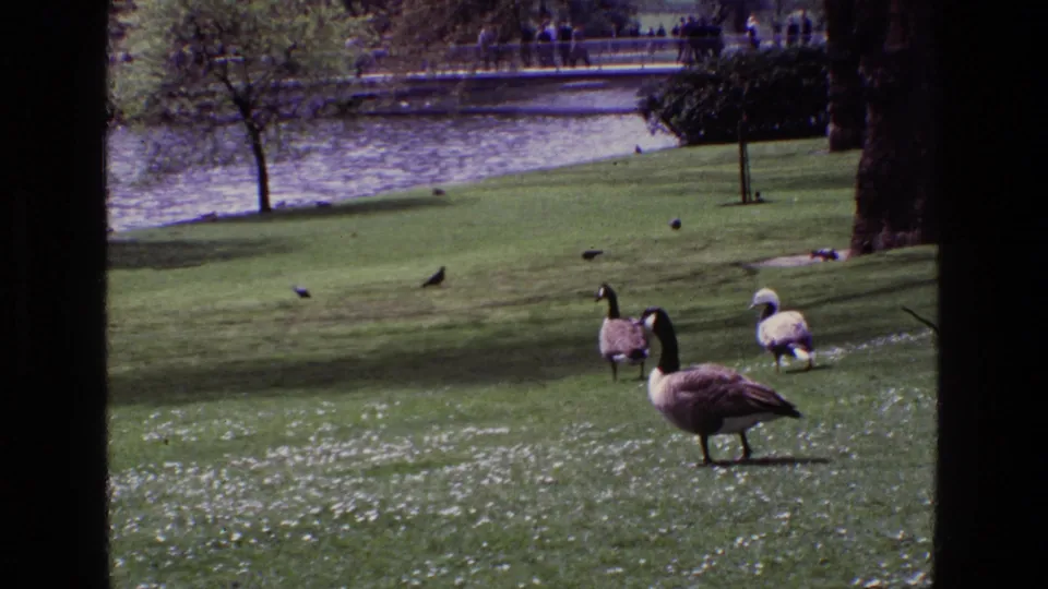 The final 1969 Ireland frame shows geese and pigeons scattered over a sunlit lawn, with lakeside water, trees, and a distant walkway in view.
