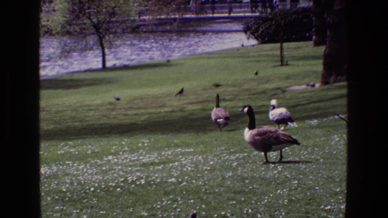 1969 Ireland 8mm frame showing geese on a sunlit park lawn near water, with dark foreground borders and soft film color.