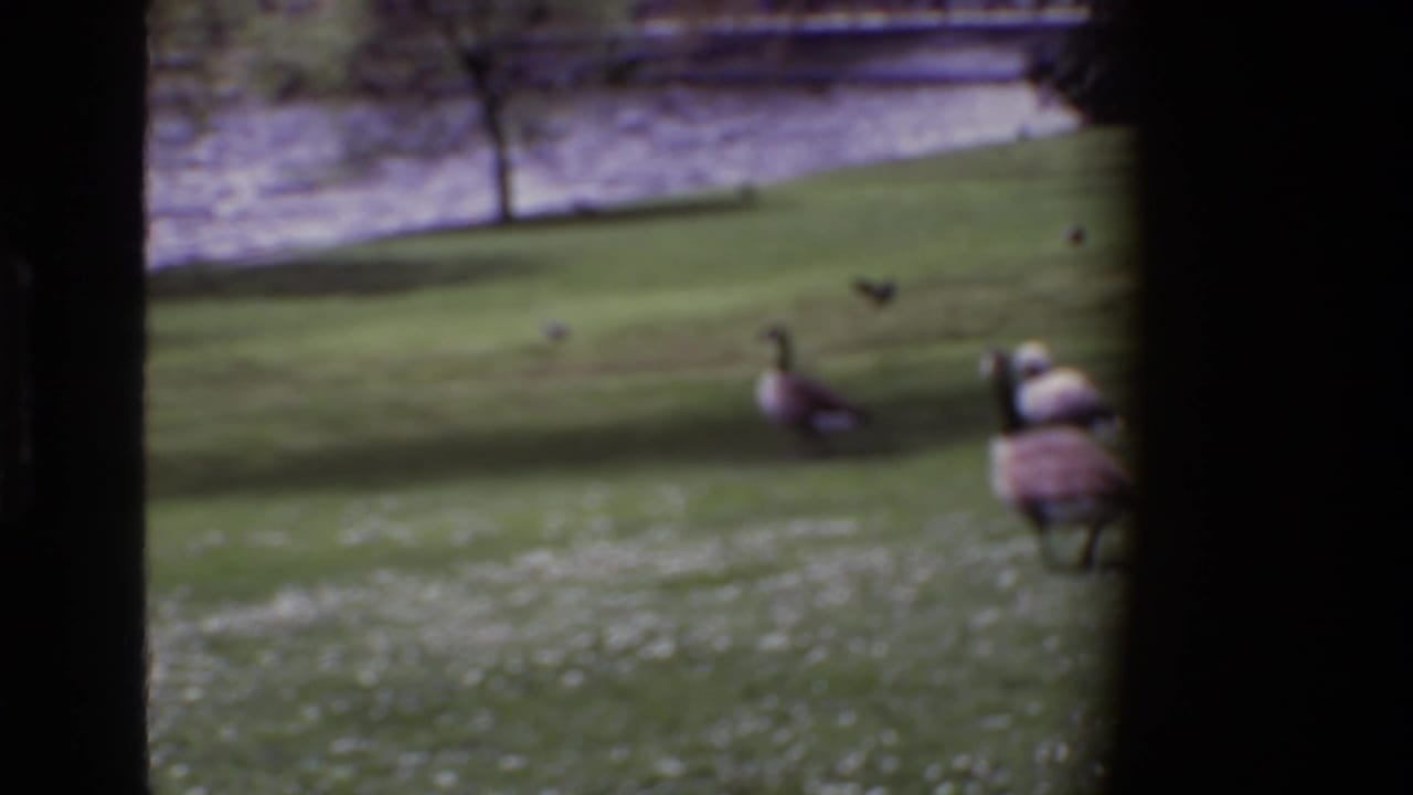 Soft 1969 Ireland 8mm view of geese on a grassy park slope near water, partly obscured by dark window-like borders.