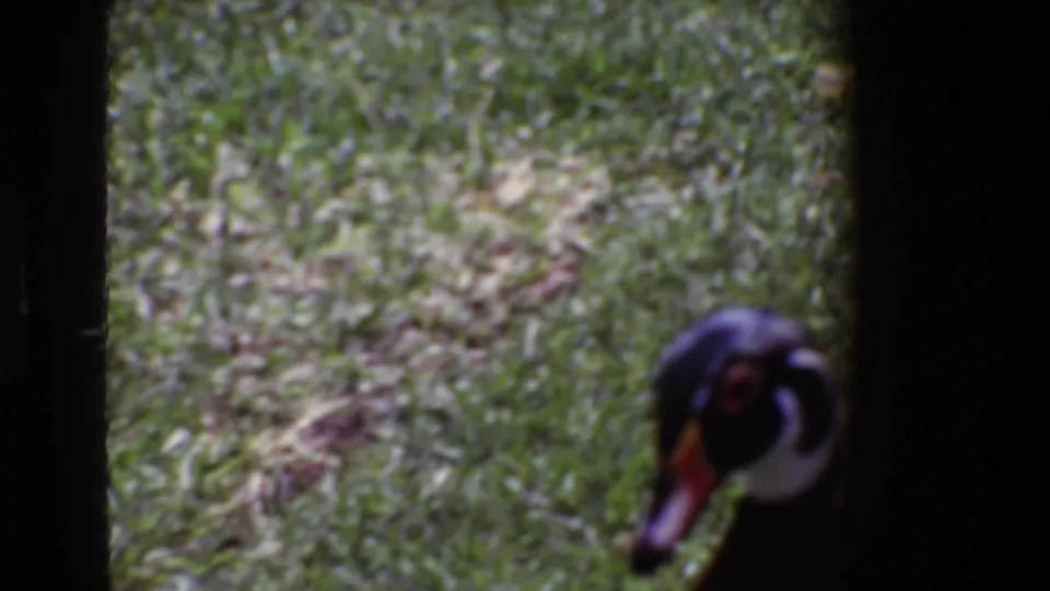 1969 Ireland 8mm close view of a duck moving near the camera, with grass and a dark vertical border behind it.