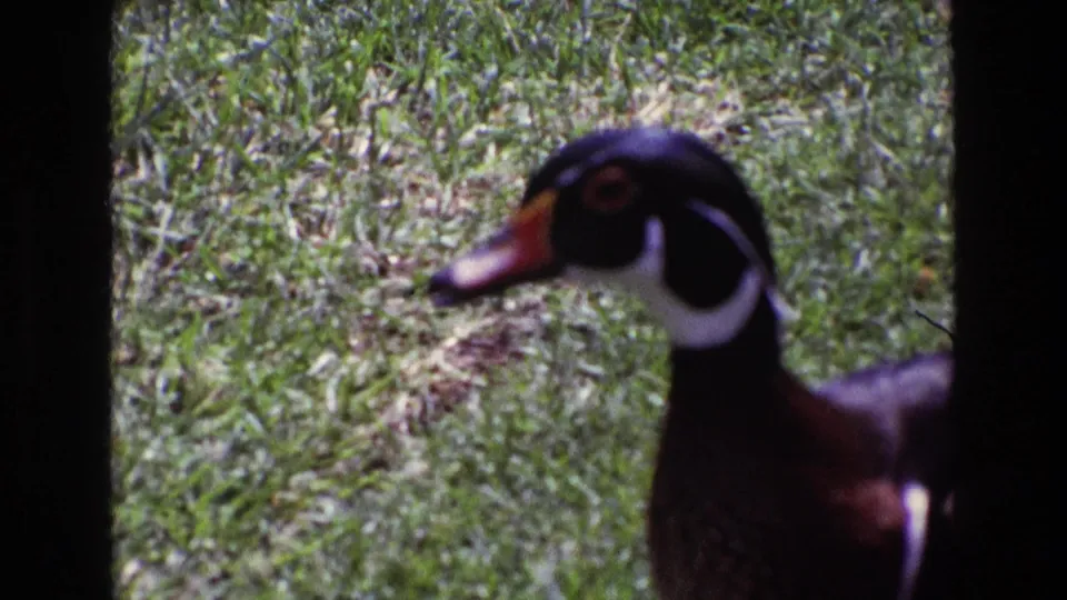 1969 Ireland 8mm close-up of a colorful duck at frame edge, showing dark head markings and reddish bill against grass.