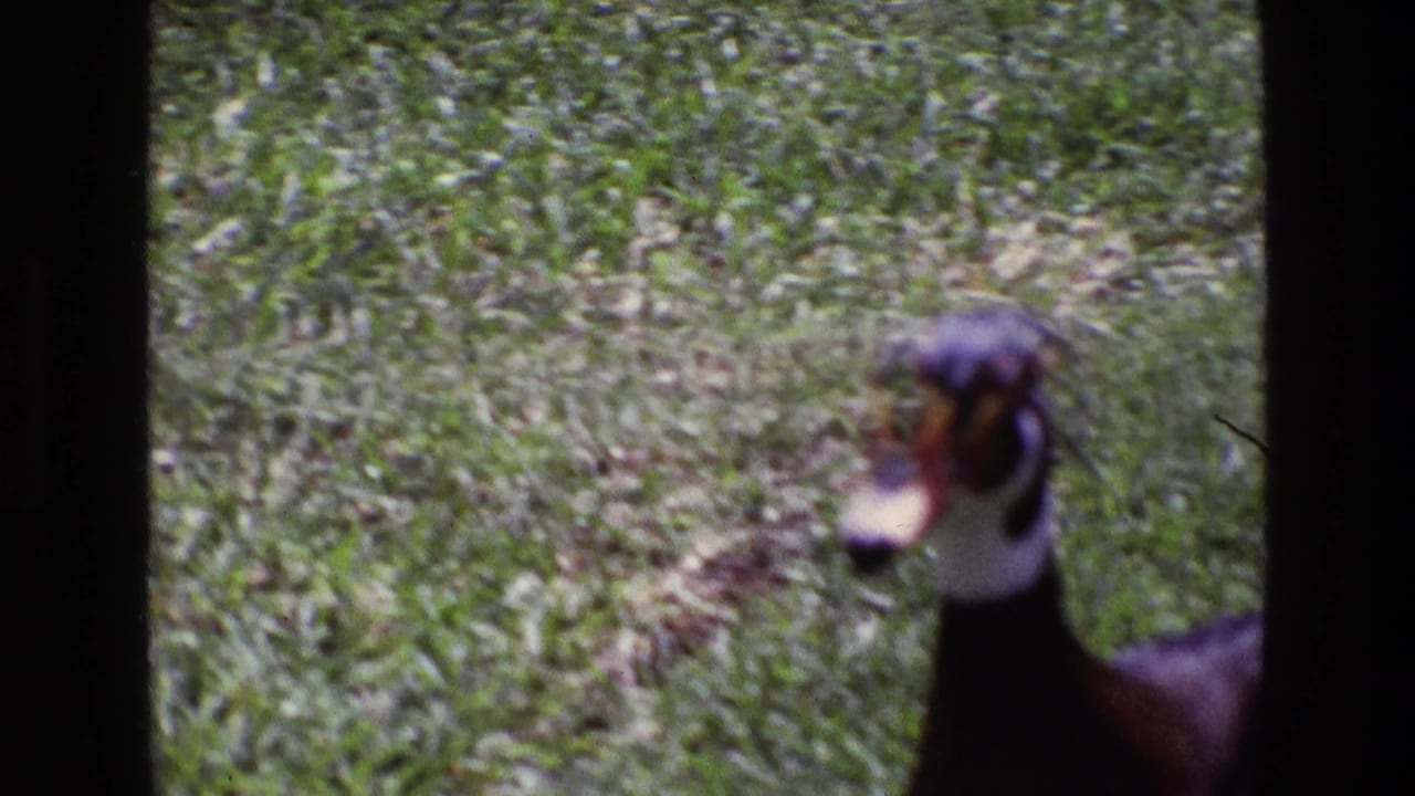 A male wood duck appears soft-focused on grass in metadata-supported 1969 Ireland 8mm home-movie footage, partly obscured by a dark frame edge.