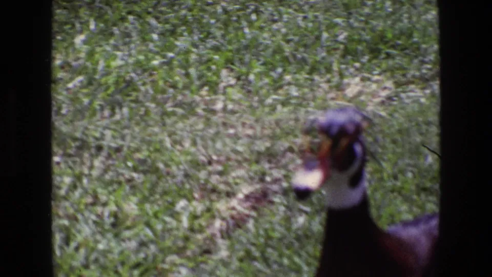 A male wood duck appears soft-focused on grass in metadata-supported 1969 Ireland 8mm home-movie footage, partly obscured by a dark frame edge.
