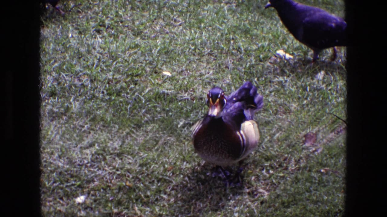 Wood duck facing camera on grass with a dark bird near the upper edge.