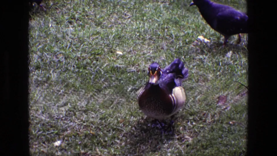 A male wood duck stands facing the camera on a grassy lawn, with a dark pigeon-like bird near the top of the 8mm frame.
