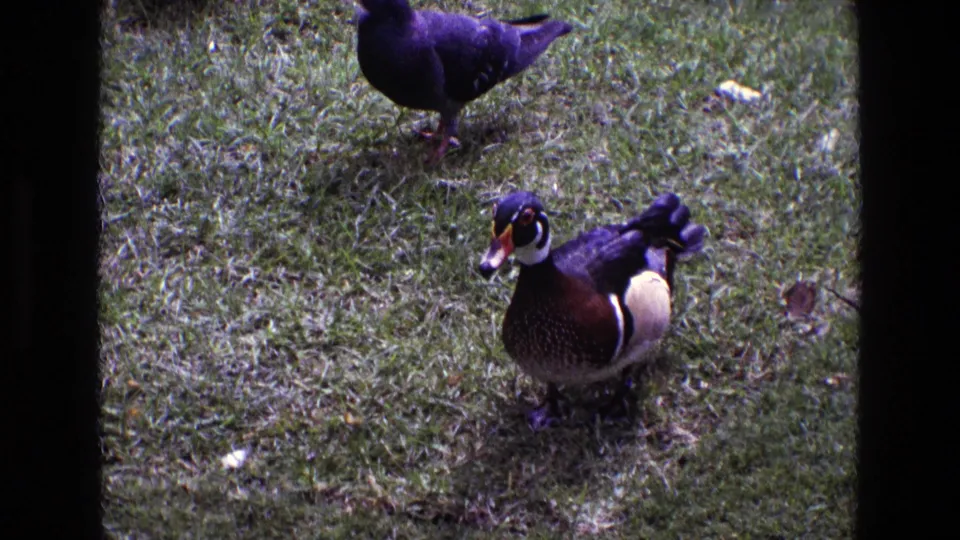 A male wood duck stands on a grassy garden lawn in 1969 Ireland home-movie footage, with a dark pigeon-like bird moving behind it.