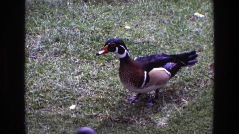 A male wood duck stands in profile on the lawn, showing its patterned head, chestnut breast, pale side patch, and raised tail.