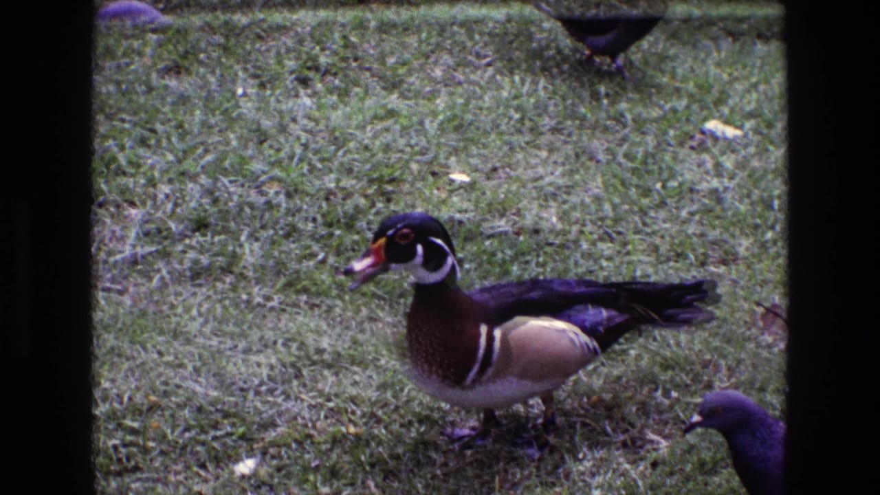 1969 Ireland 8mm frame showing a male wood duck on a grassy area with pigeons partly visible around it.