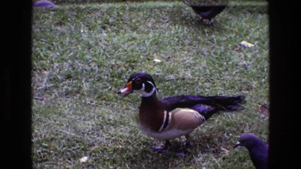 1969 Ireland 8mm frame showing a male wood duck on a grassy area with pigeons partly visible around it.
