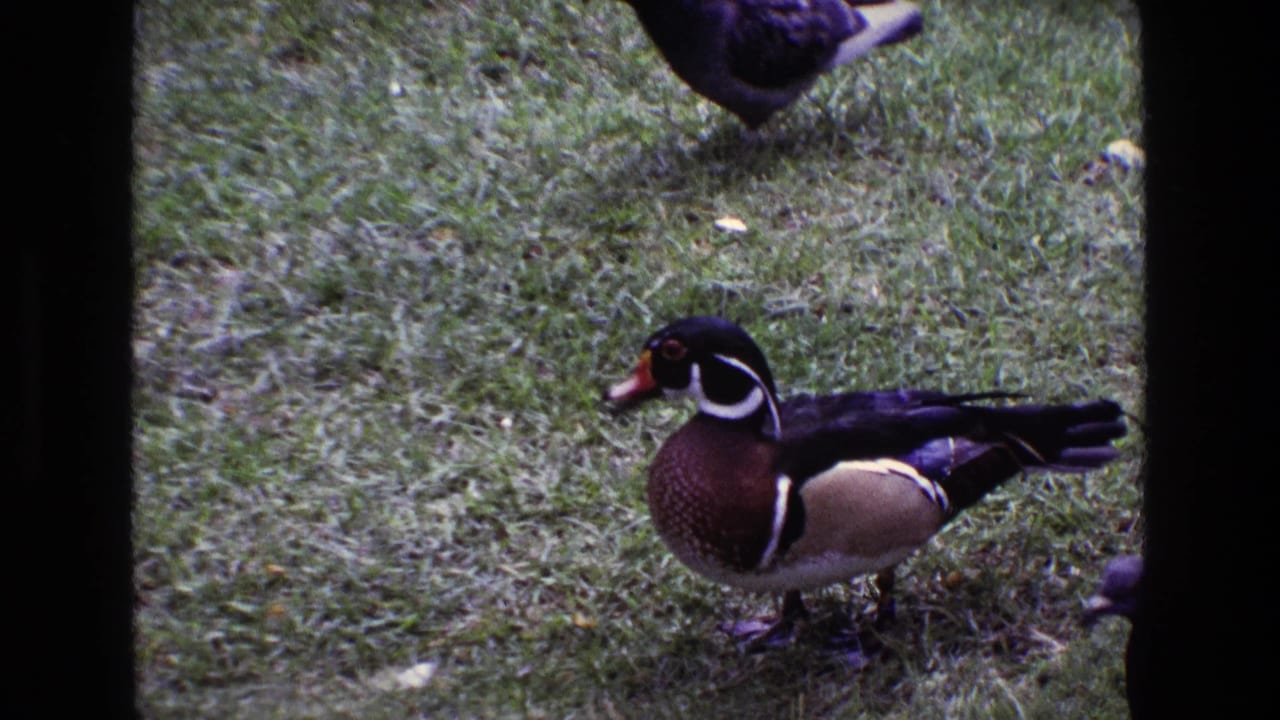 Male wood duck in profile on grass with other birds partly cropped at the frame edges.