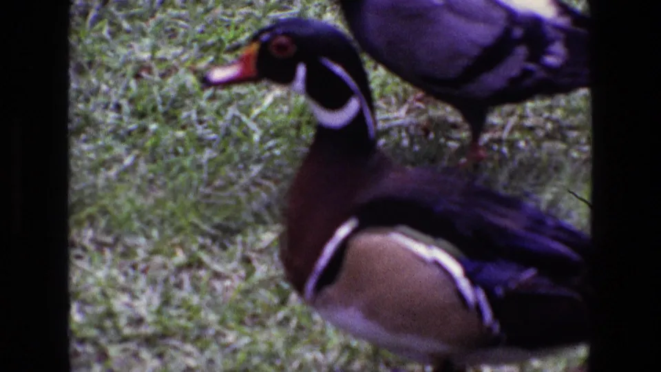 1969 Ireland 8mm close frame showing the wood duck near the camera, with a pigeon standing behind on the grass.