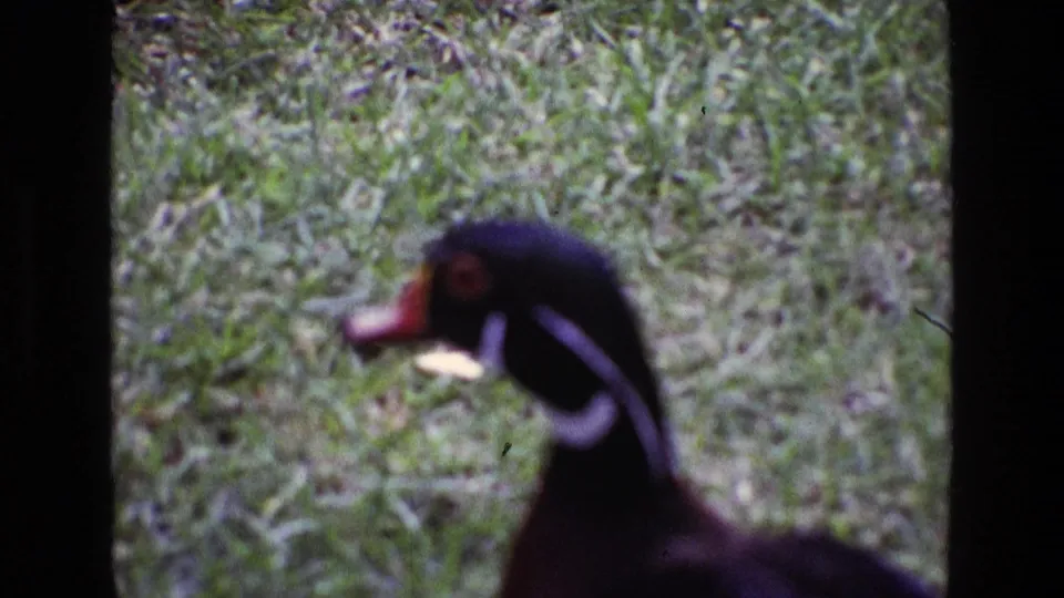 1969 Ireland 8mm frame with a soft close-up of the wood duck's head and neck against a grassy background.