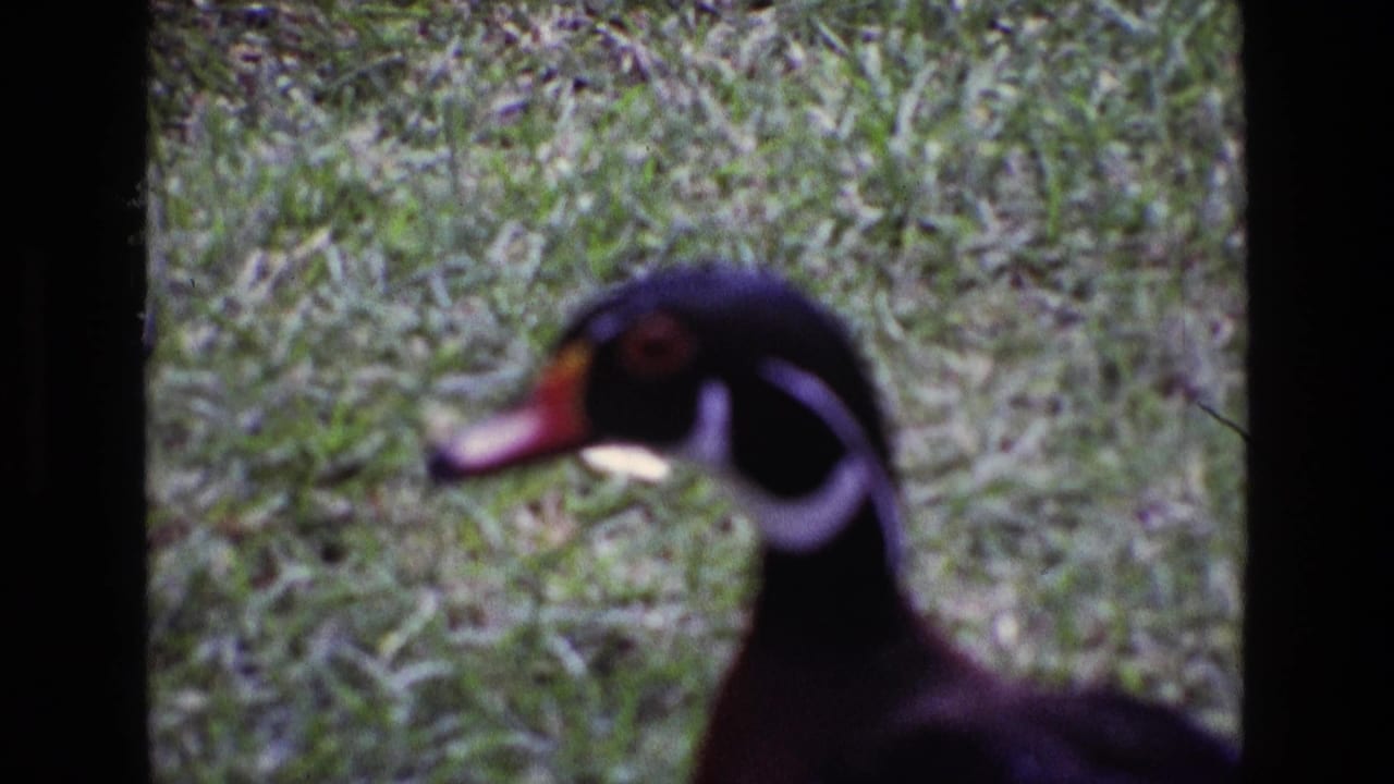 Close 1969 Ireland 8mm view of a wood duck on grass, with white facial markings and a red bill visible in soft focus.