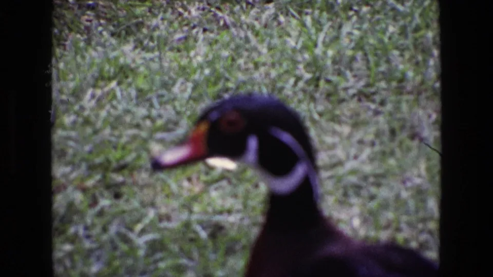 Close 1969 Ireland 8mm view of a wood duck on grass, with white facial markings and a red bill visible in soft focus.