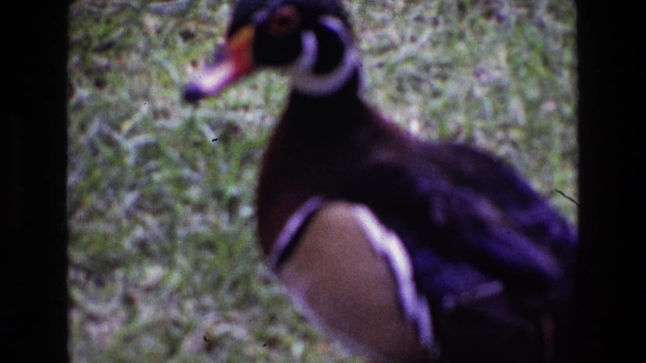 A wood duck stands in profile on grass in 1969 Ireland footage, its white neck marking and brown side patch visible.