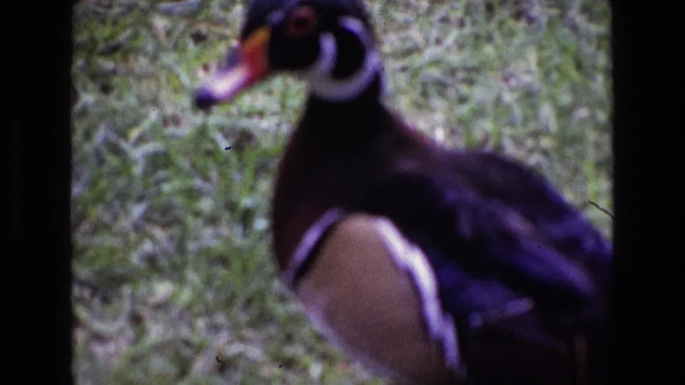 A wood duck stands in profile on grass in 1969 Ireland footage, its white neck marking and brown side patch visible.