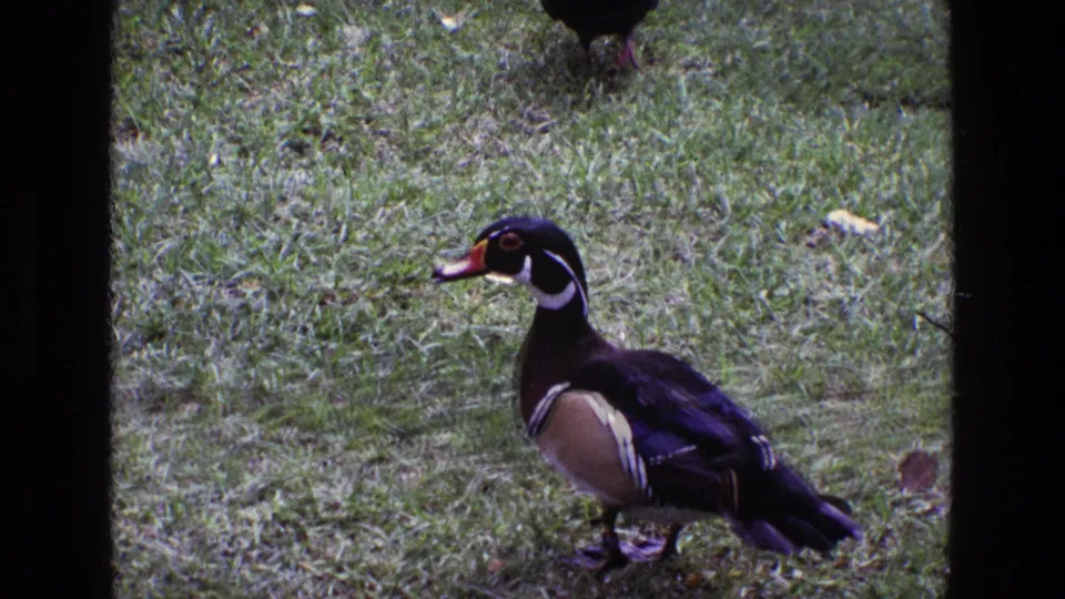 Wider 1969 Ireland 8mm frame of a wood duck standing on a lawn, with colorful head markings and dark body visible.