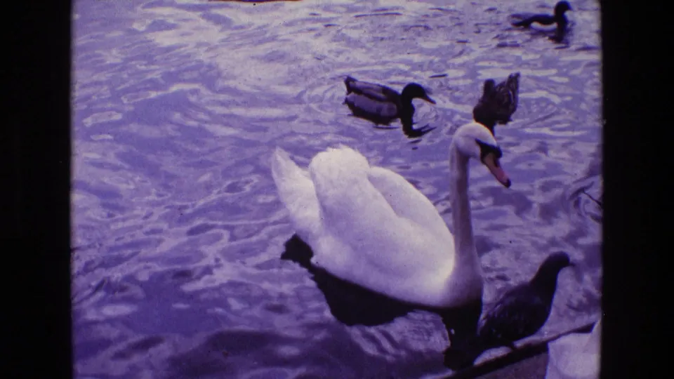 1969 Ireland 8mm view of a white swan gliding on rippled water with several smaller ducks nearby.