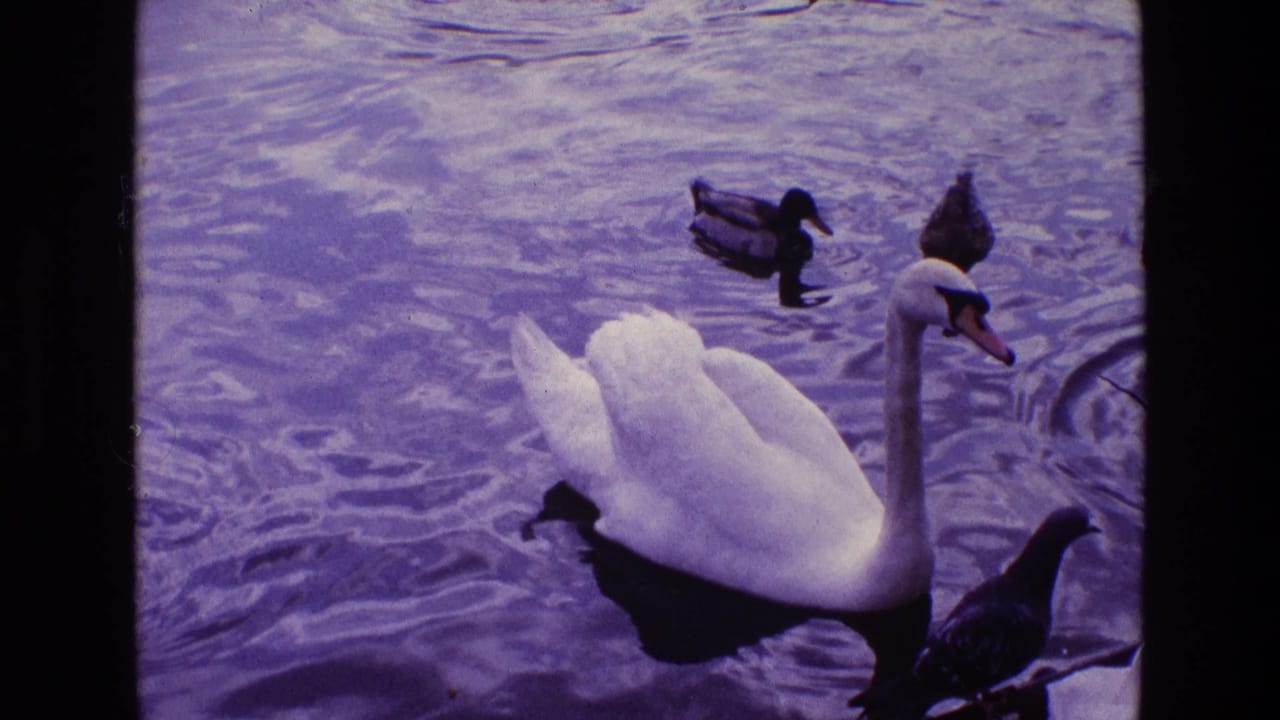 1969 Ireland 8mm frame showing a white swan on a pond with ducks and a dark bird near the waterline.