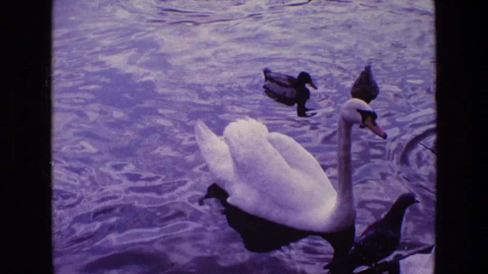 1969 Ireland 8mm frame showing a white swan on a pond with ducks and a dark bird near the waterline.