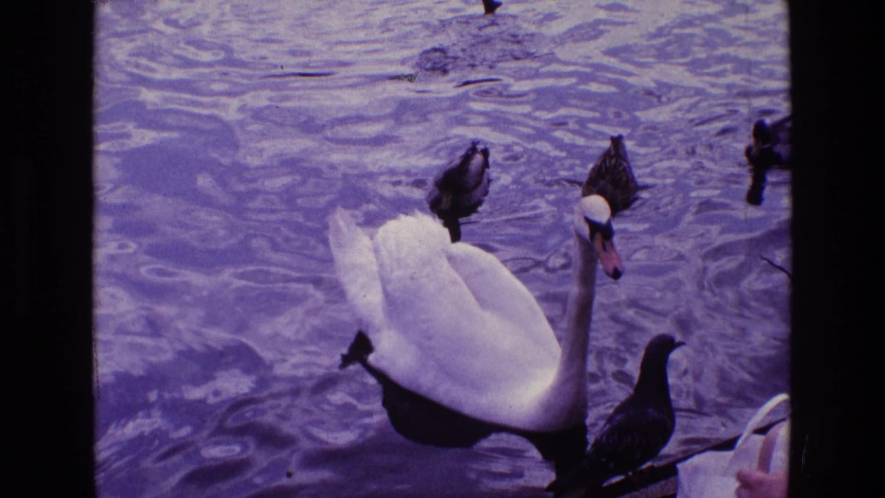 White swan near the center of a pond with ducks around it on rippled water.