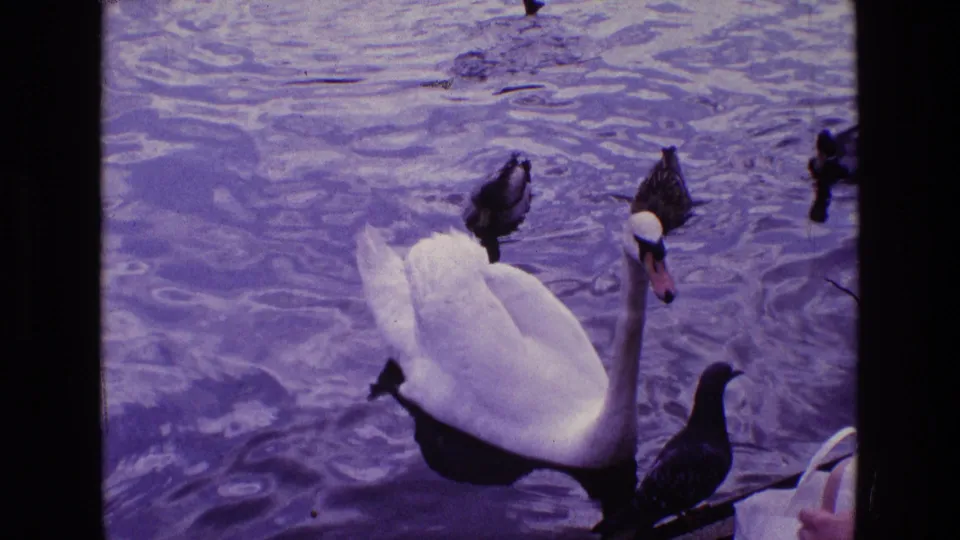 1969 Ireland home-movie frame with a white swan and ducks moving across purple-tinted pond water.